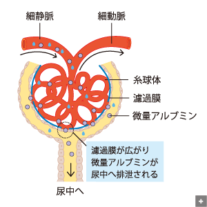 糖尿病性腎症とED｜【浜松町第一クリニック】