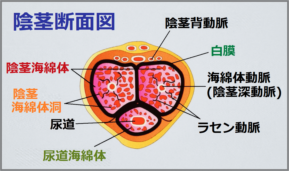 射精 の しくみ