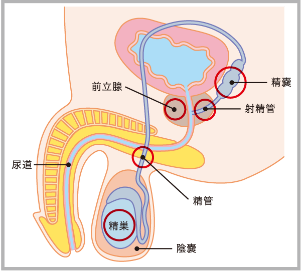 男性不妊の原因と治療法 Edとは 浜松町第一クリニック
